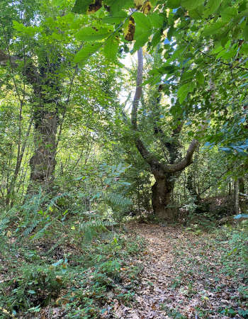 Bulgariens Gebirge – Das Belasitza Gebirge - Klyuch Natur