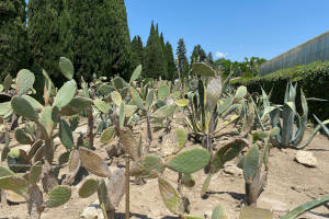 Baltschik - Botanischer Garten Kakteen
